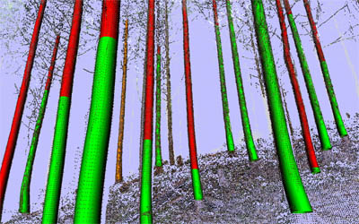 TreeMetrics 3D technology helps foresters map forests