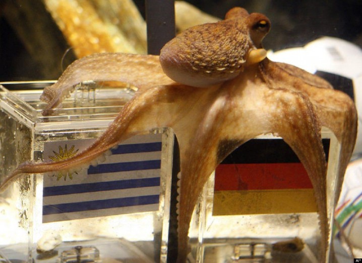 Paul the 'psychic' octopus wins again in World Cup final