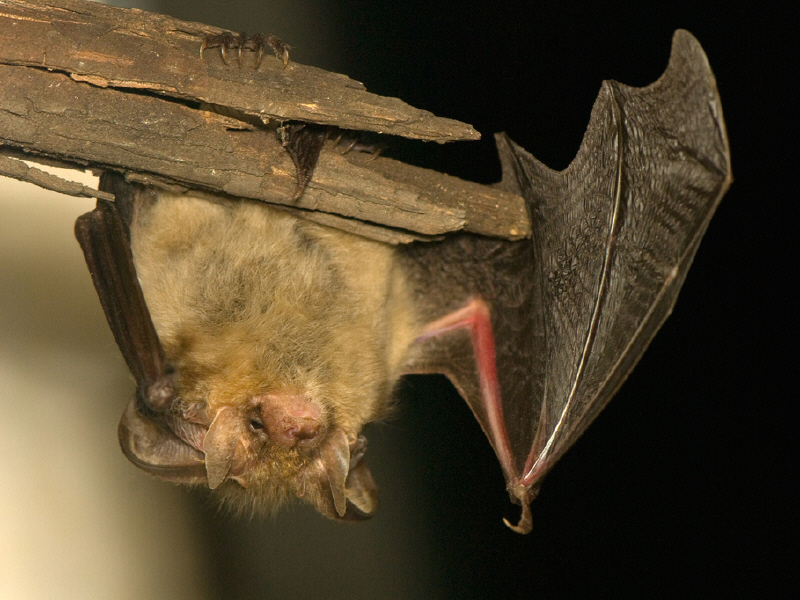 Prof Emma Teeling says secret of everlasting youth may lie within bats ...