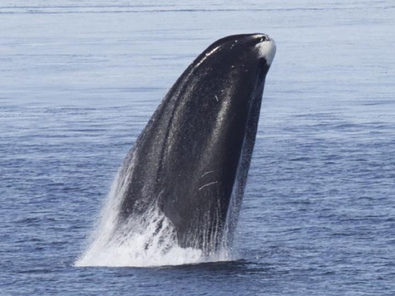 Bowhead whale genes provide clues to longevity and health