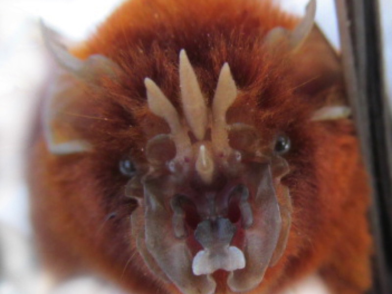 Newly identified bat family could shed light on emerging viruses, say UCD researchers