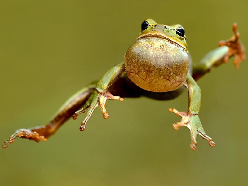 Explosive 3D-printed robot that jumps like a frog