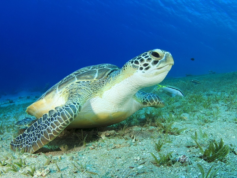 Turtle's Great Barrier Reef swim caught on camera