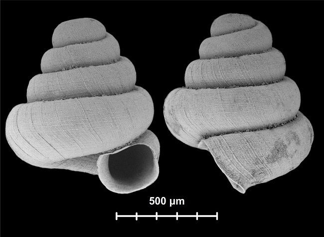 Microsnails 2