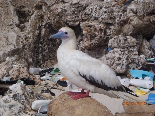 animals eating plastic