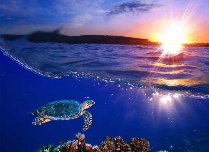 Marine Reserve - Turtle Pacific