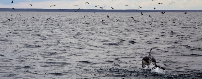 Marine Life dolphin seabirds