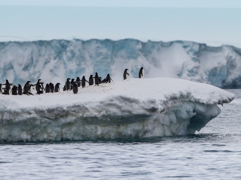 Antarctic ice sheet doomed, with seas rising over 50m — report