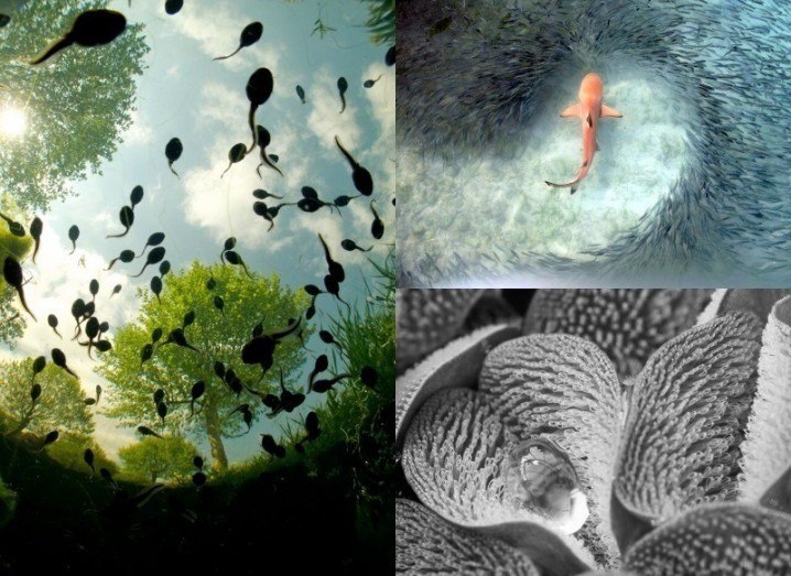 Nature photos of the year