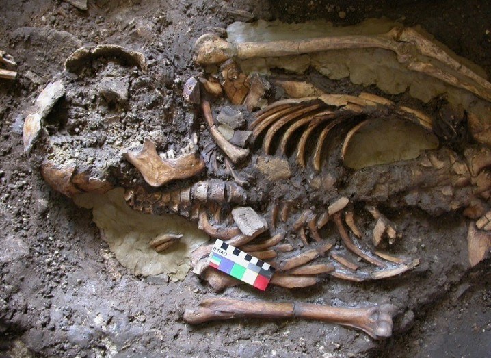 ancient European human