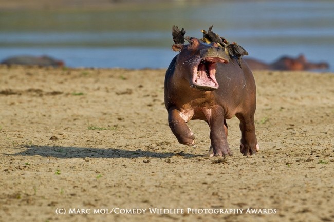 Funny animal photos hippo