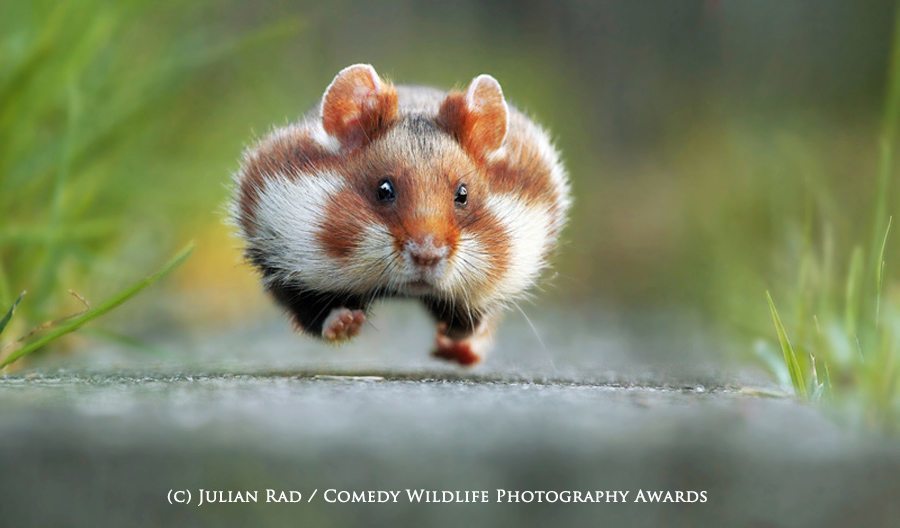 2015 Comedy Wildlife Photography Awards Winner, Julian Rad