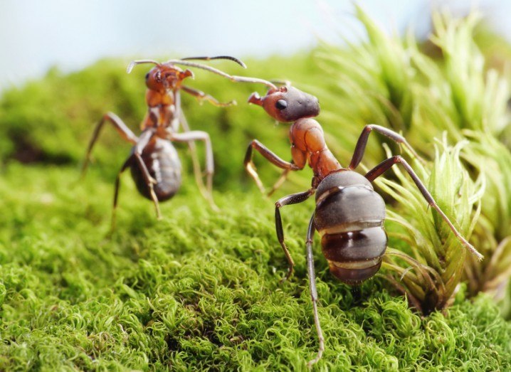 Ant fight Nature