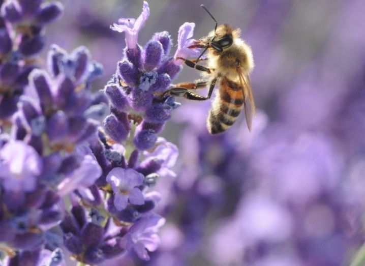 Bees pollinators