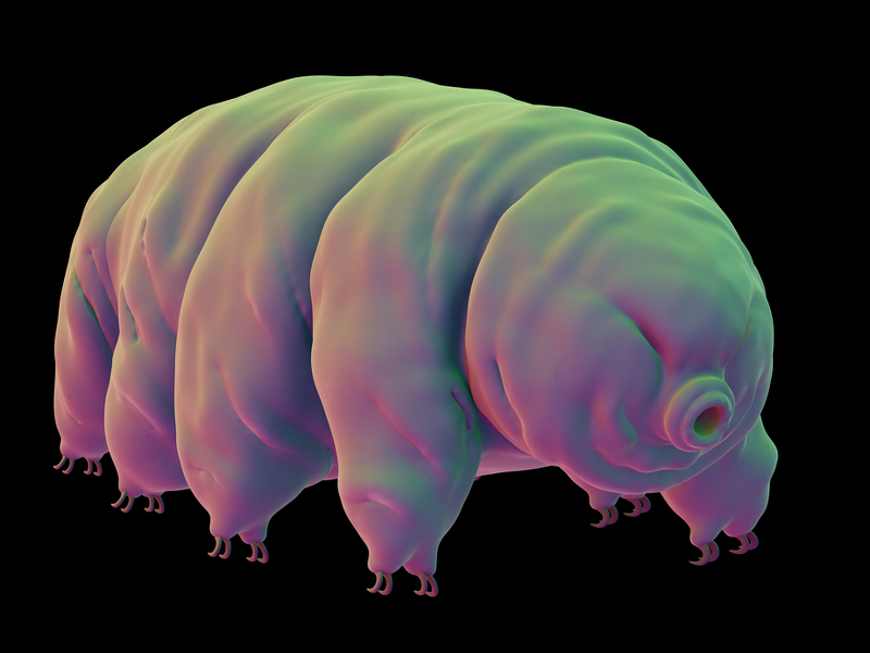 Water bears, revived after 30 years frozen, are grand