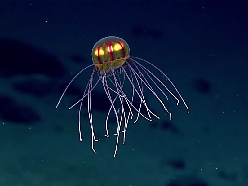 Bizarre jellyfish discovered in Marianas Trench