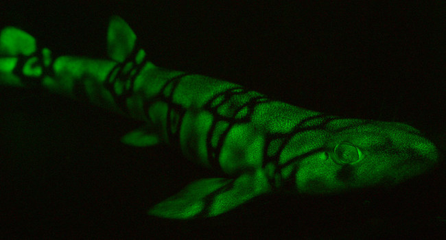 Glowing shark