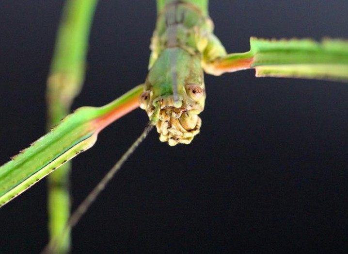 World’s Longest Insect Discovered – And It's The Size Of A Small Branch