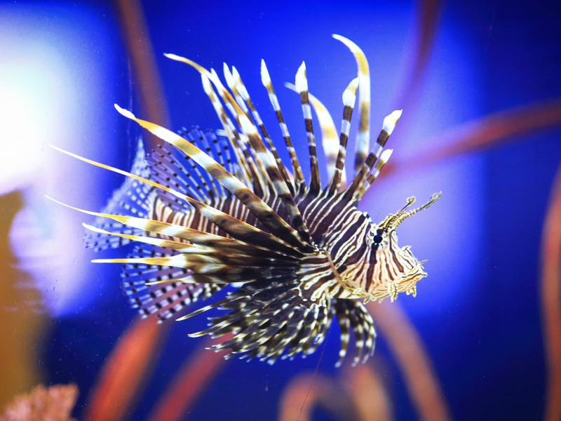 Venomous fish are almost always purely defensive, lionfish an exception