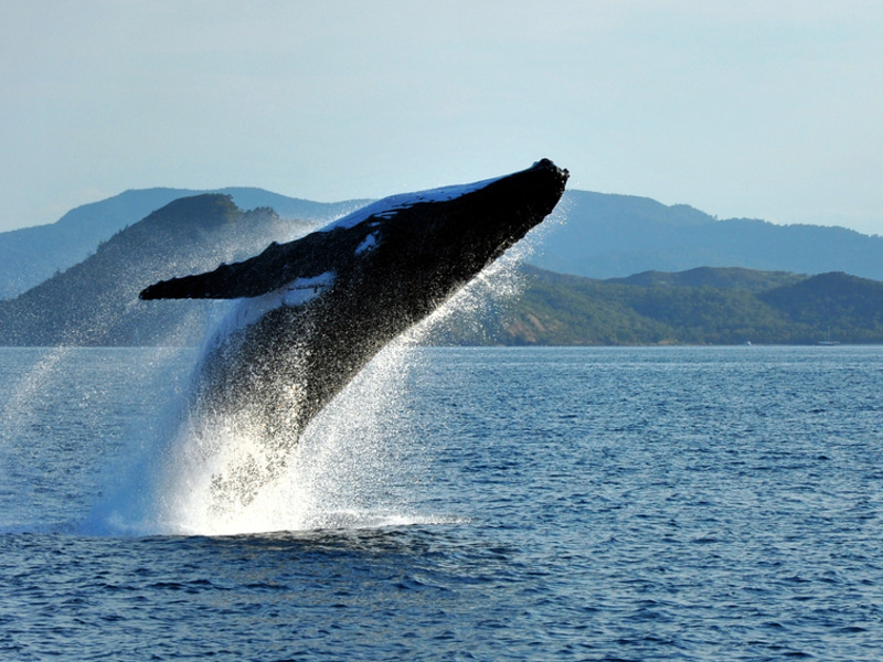 Humpback whales defend all sea life from killer whale attacks