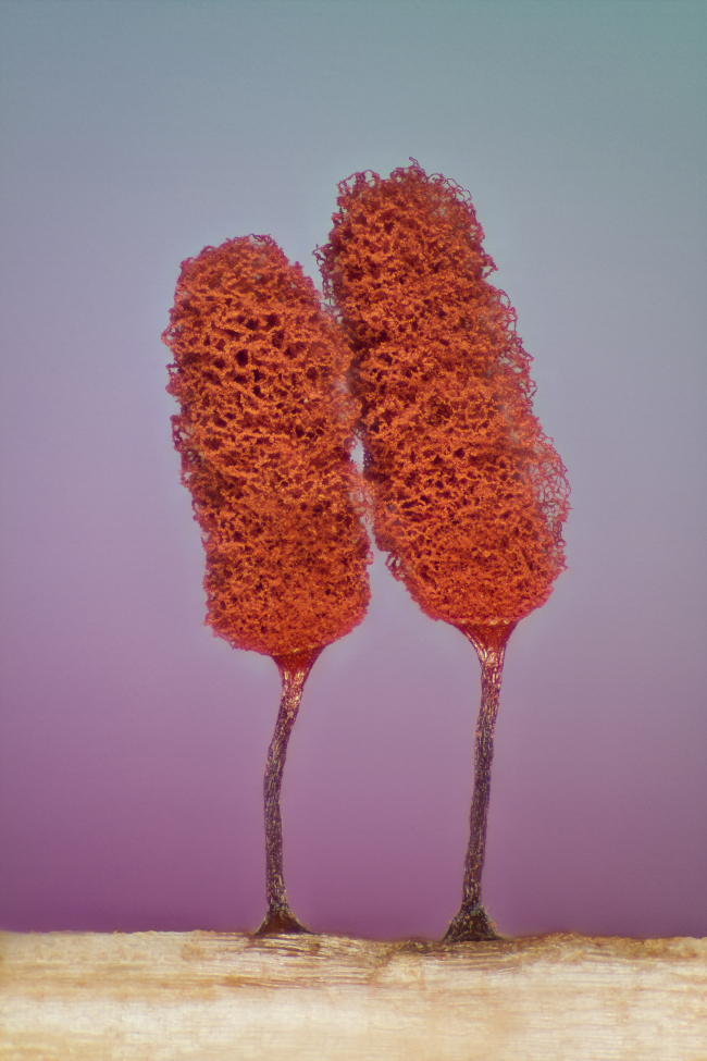 17th Place – Slime mold (Mixomicete) in image stacking/reflected light at 5x. Image: Jose Almodovar/ Nikon Small World Photomicrography Competition