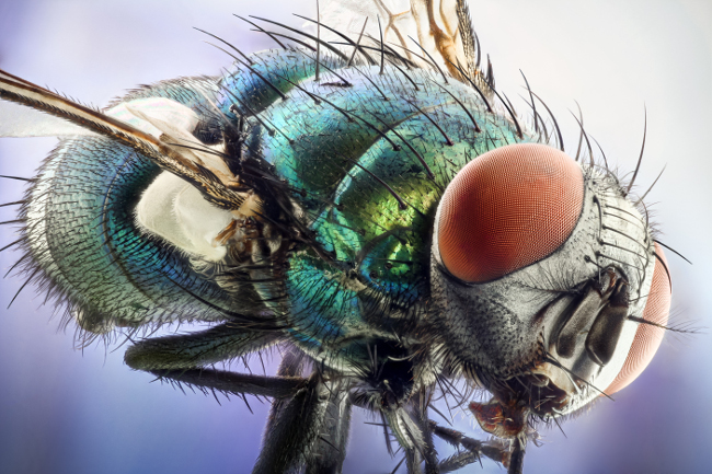 Green bottle fly, in image stacking at 10x. Image: Erno Endre Gergley/Nikon Small World Photomicrography Competition 