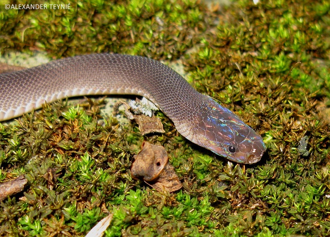 ‘Ziggy Stardust’ snake - Parafimbrios lao. Image: Alexandre Teynié