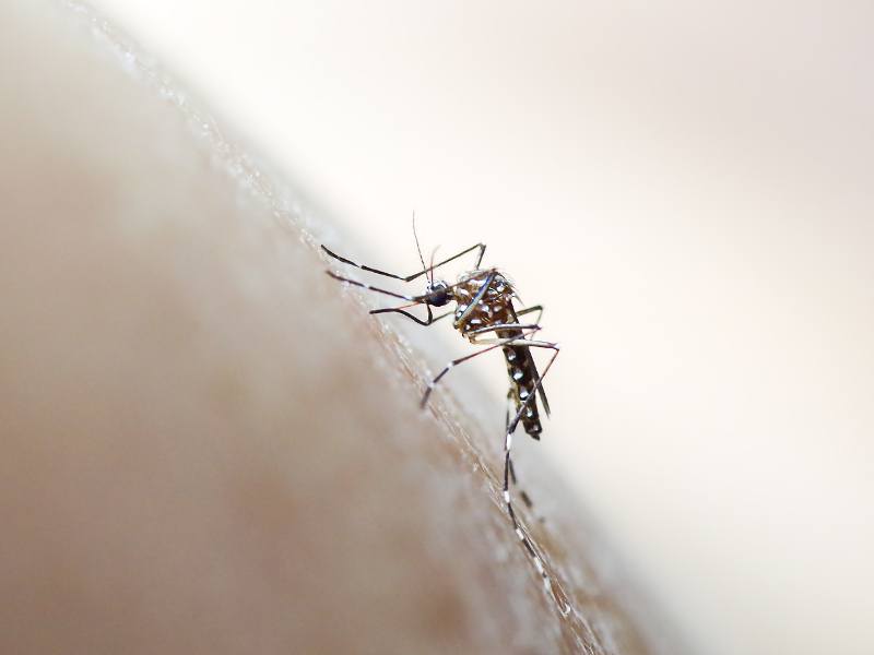 Latest way to stop mosquitoes: Attack their egg production