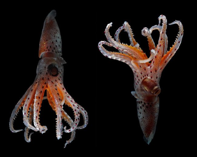 Cockeyed Squid Have Evolved With A Bizarre Form Of Sight