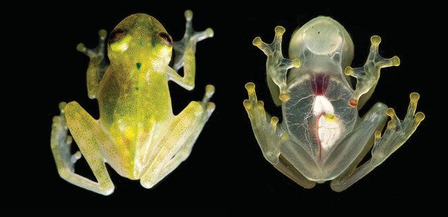 Juvenile of the new glass frog species (Hyalinobatrachium yaku) in life. Image: Jaime Culebras/Ross Maynard/CC-BY 4.0