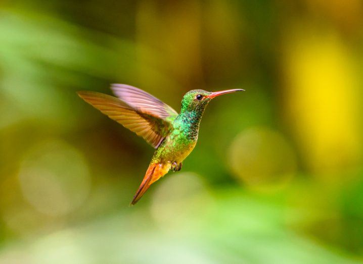 Humming bird. Image: Anton_Ivanov/Shutterstock