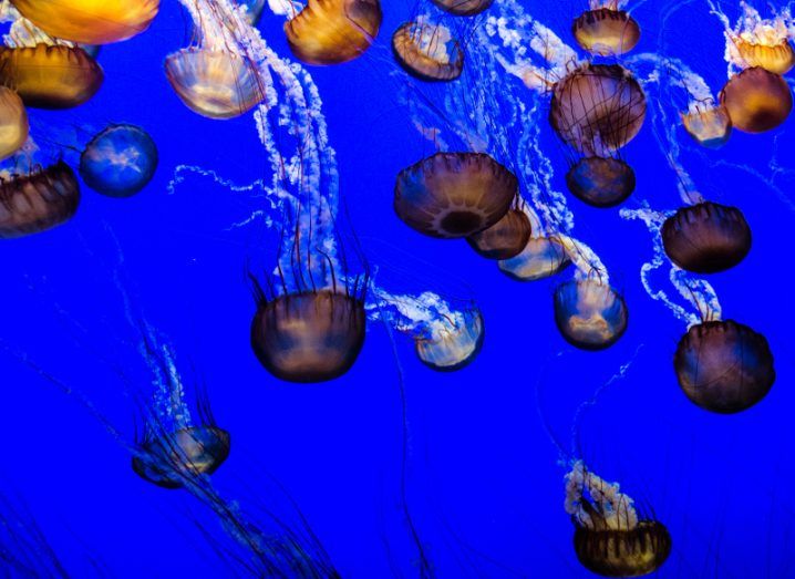 Should You Pee on a Jellyfish Sting?