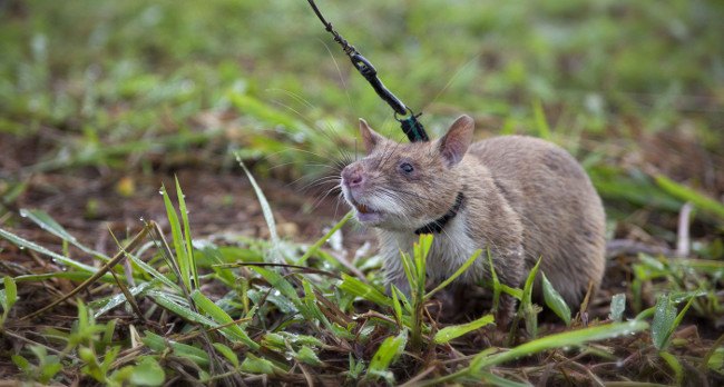 HeroRATS at work. Image: APOPO