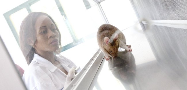 HeroRATS trying to find the TB-infected sample. Image: APOPO