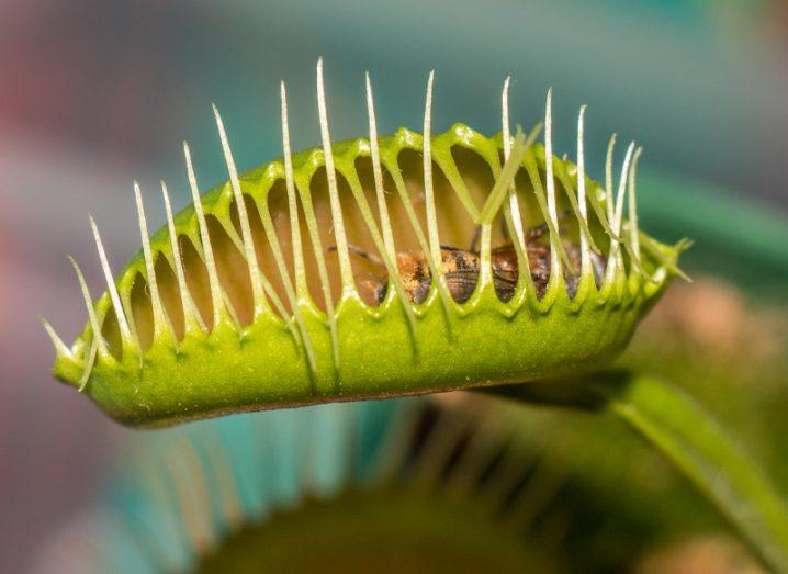 Venus Fly Trap. Image: Natalia Ramirez Roman/Shutterstock