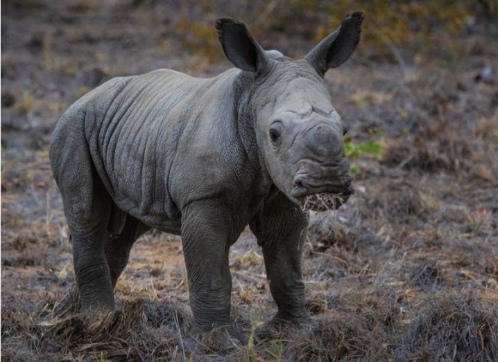 Baby rhino