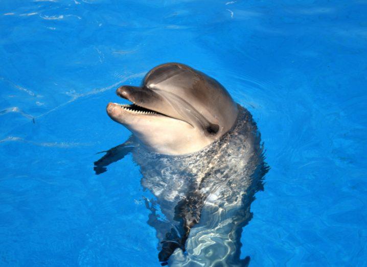 Research shows Alexa, Siri can be fooled by ‘dolphin’ ultrasound command