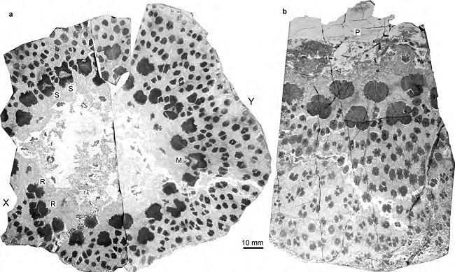 Tree fossils