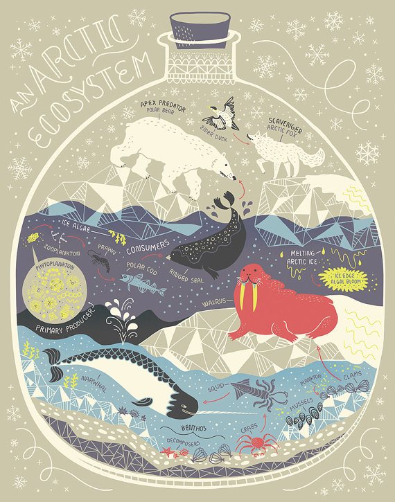 Gift guide: Rachel Ignotofsky