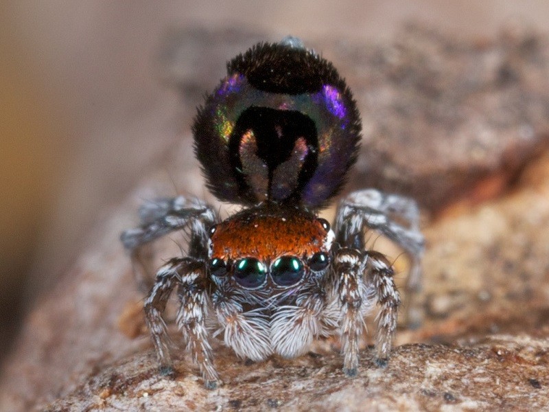 How Peacock Spiders Make Rainbows on Their Backsides, Smart News