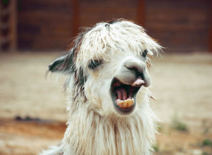 Llama