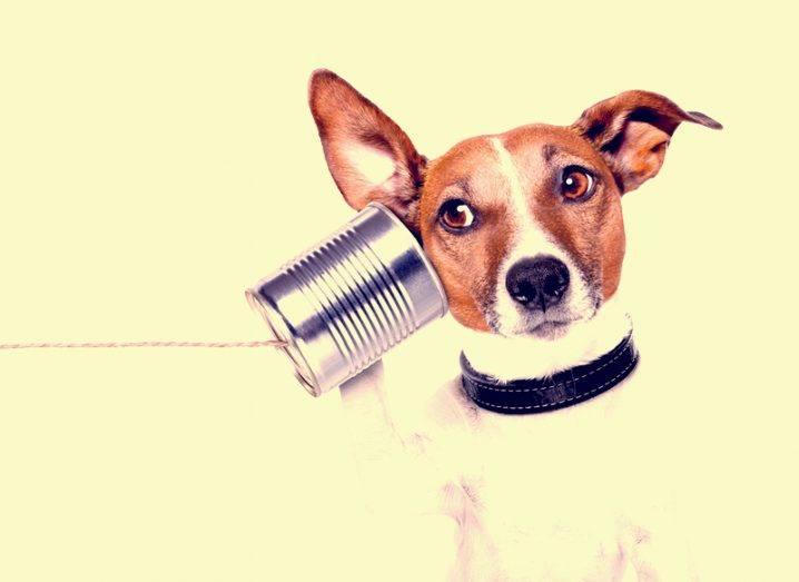 dog talking through tin can phone