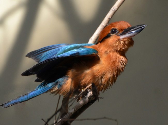 Snakes On A Plane Are Spreading Driving Native Birds To Extinction