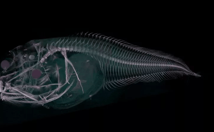 A CT scan of one of the new species of snailfish, showing its skeletal structure