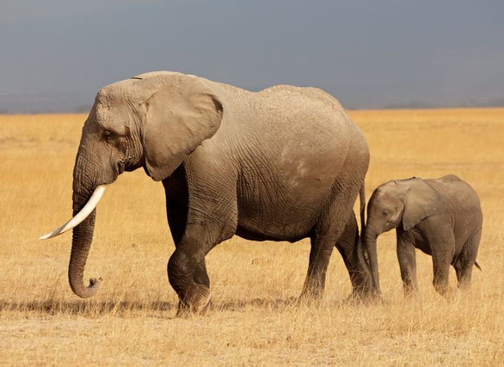 An African elephant cow walking with her calf in a national park.