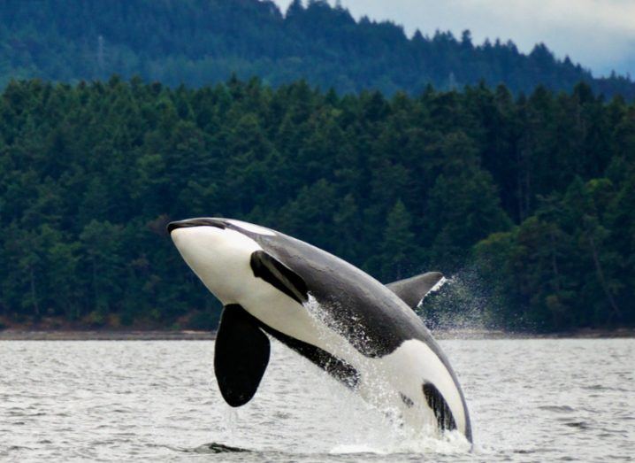 A killer whale leaping out of the water with a forest in the background.