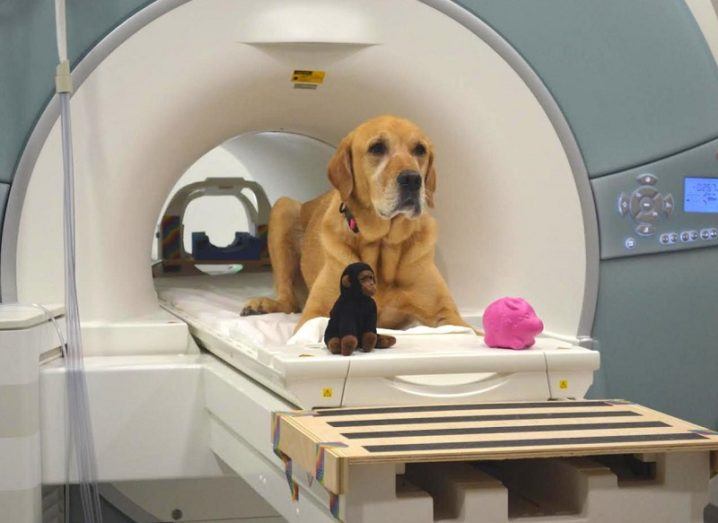 Eddie the dog sitting in an fMRI scanner with the two toys used in the experiment.