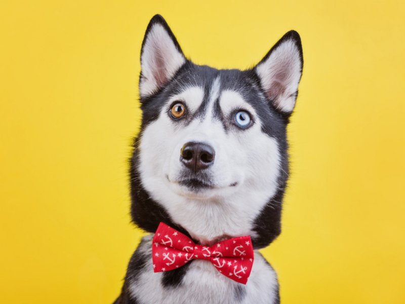 ‘Who’s A Clever Boy?’ Not Your Dog, According To New Research