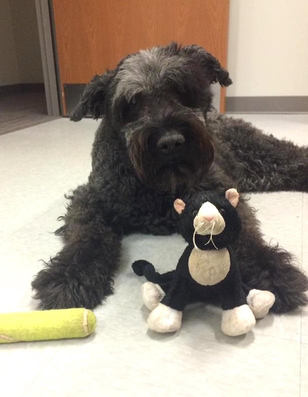 A large, black dog called Stella lying on the floor with a toy cat and cylindrical toy. 