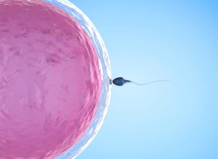 Rendering of a sperm fertilising an egg against a blue background.